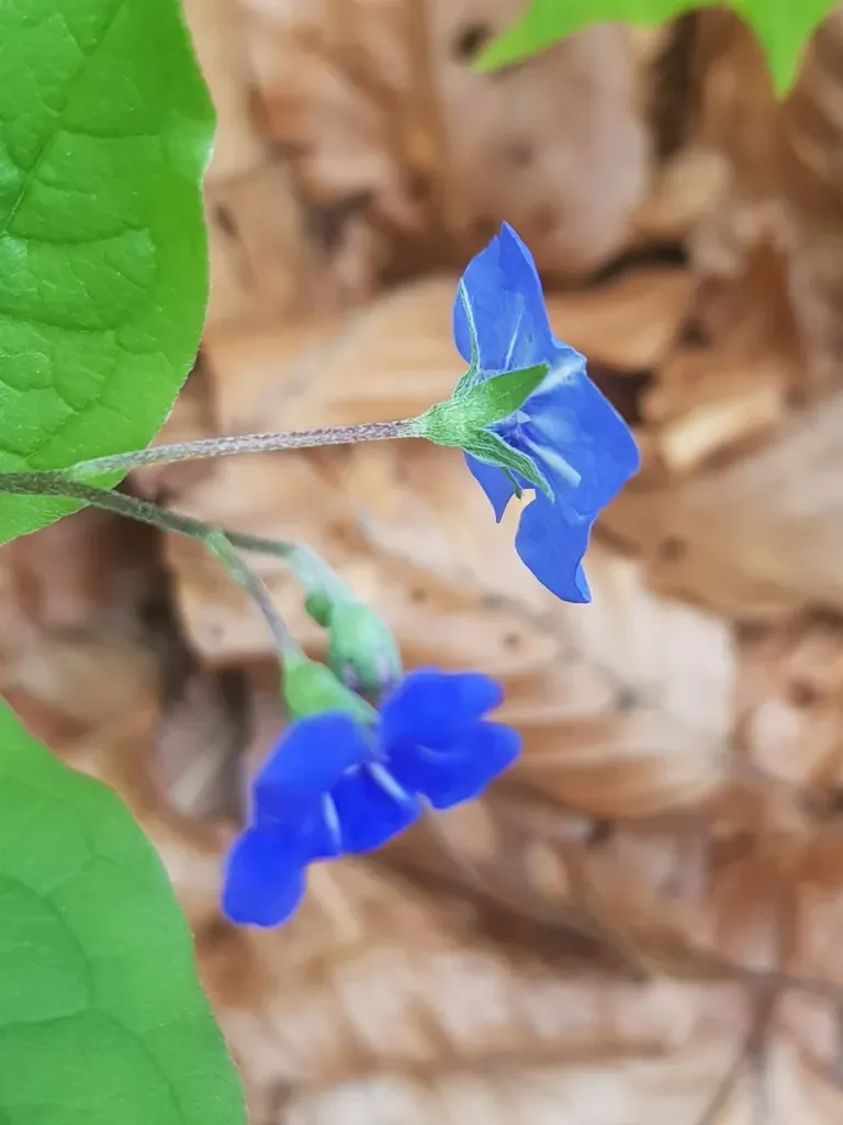Blue-eyed Mary