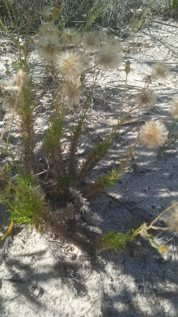 Sommerfeltia Spinulosa
