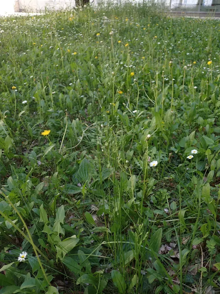 Narrow-leaved Meadow Grass