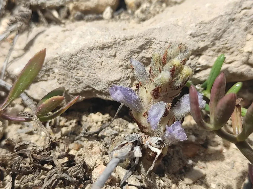 Phelipanche Camphorosmae