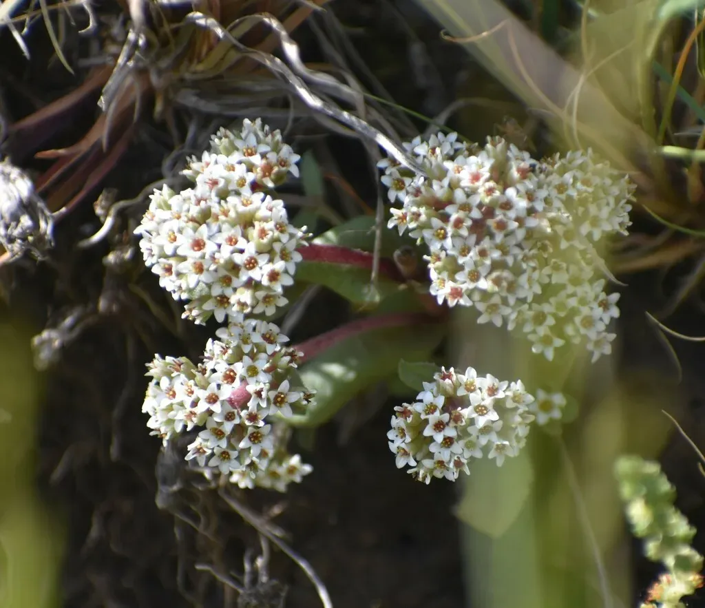 Crassula Natalensis