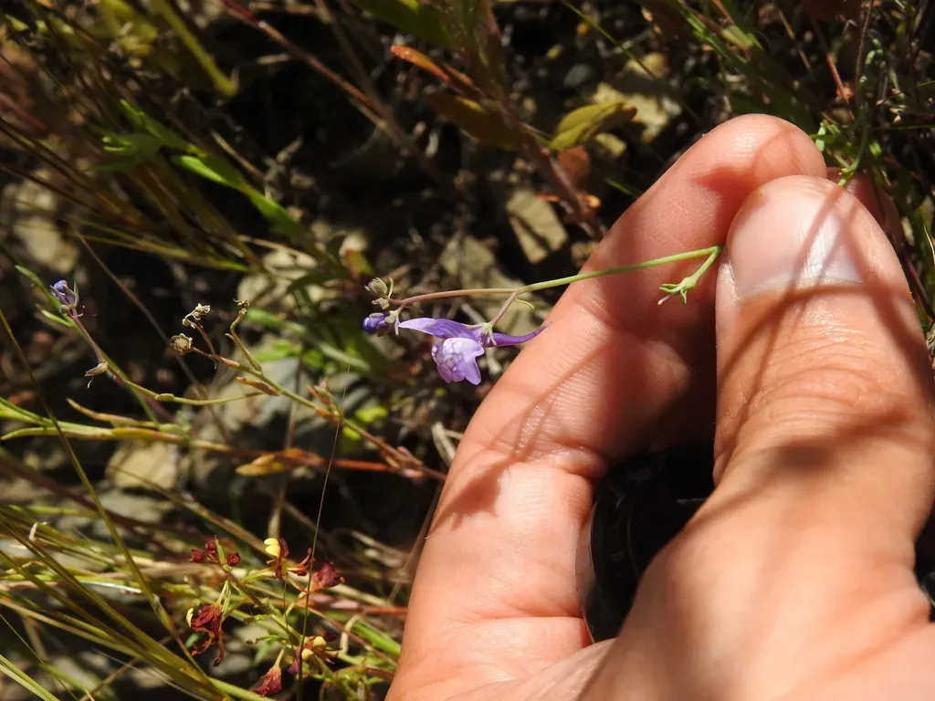 Linaria Pseudamethystea