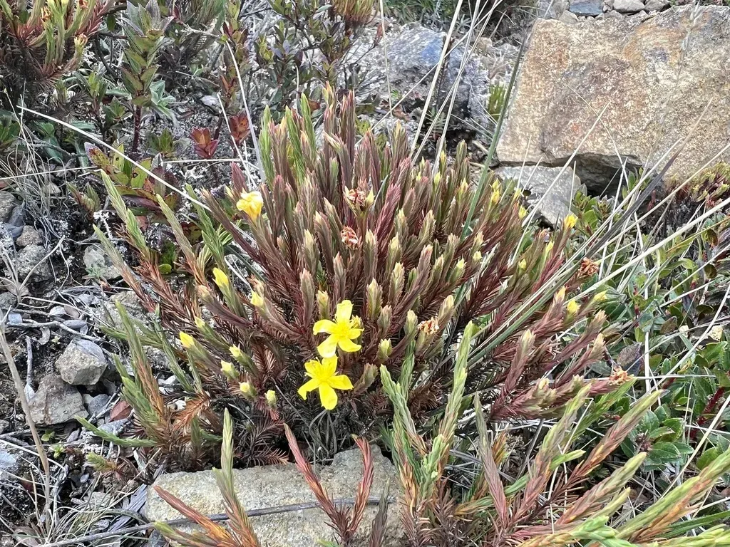 Hypericum Costaricense