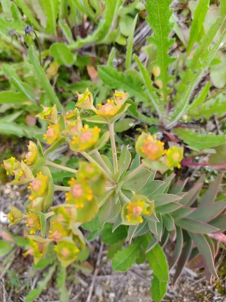 Euphorbia Oxyphylla