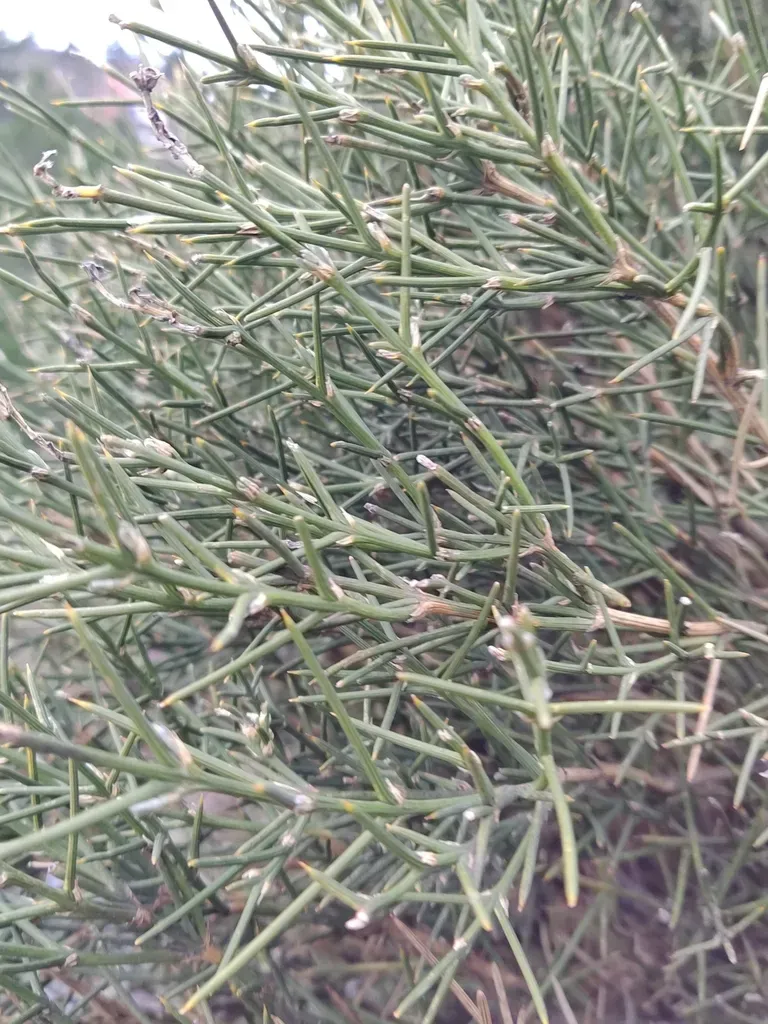 Echinospartum Ibericum