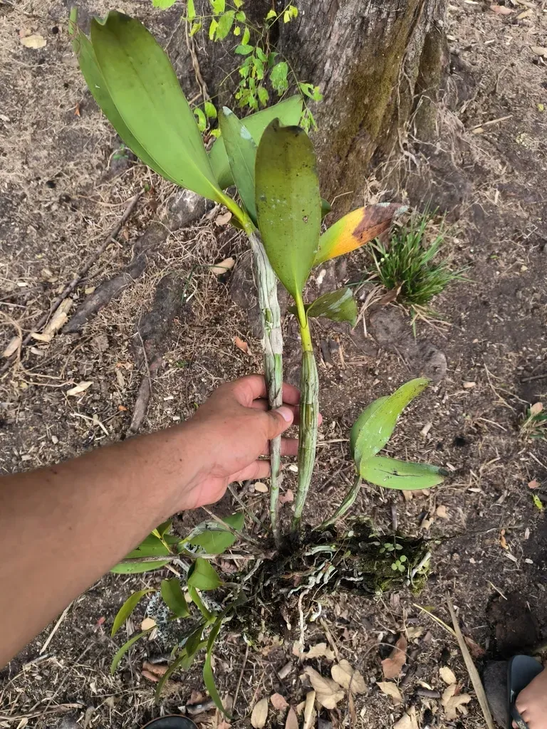 Epidendrum Stamfordianum