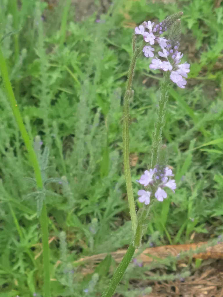 Rio Grande Vervain