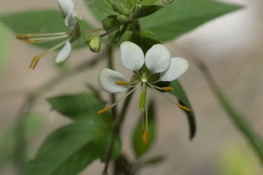 Tarenaya Cordobensis