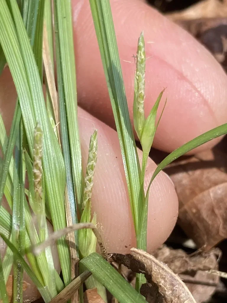 Limestone Forest Sedge