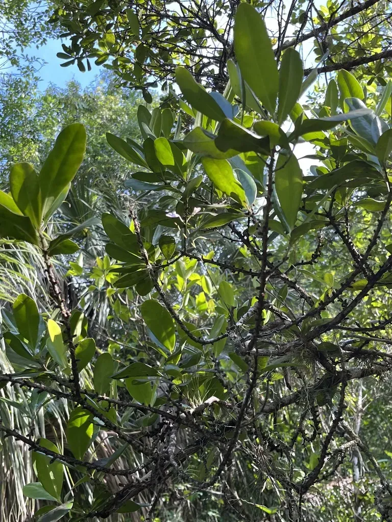 Delicate Violet Orchid