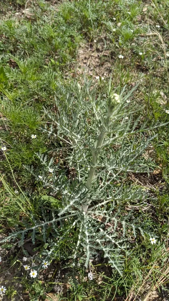 Carolina Woollywhite