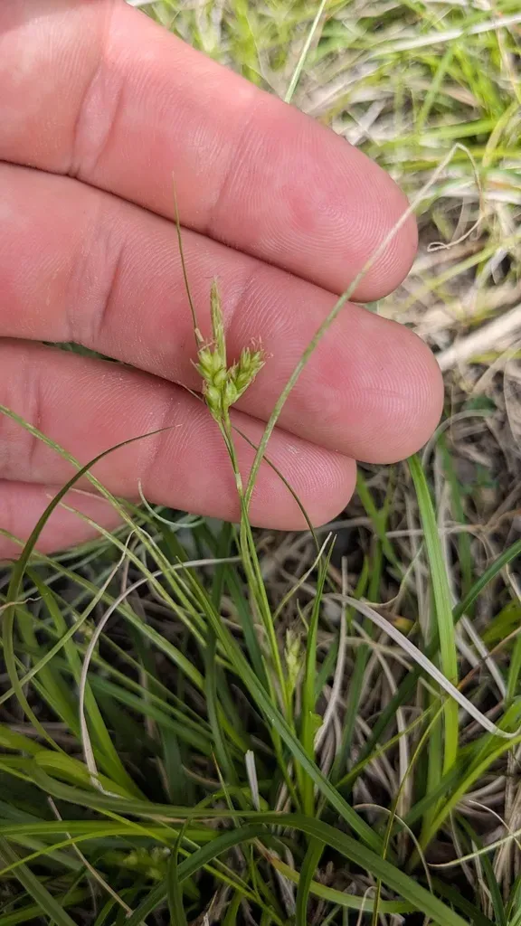 Cedar Sedge