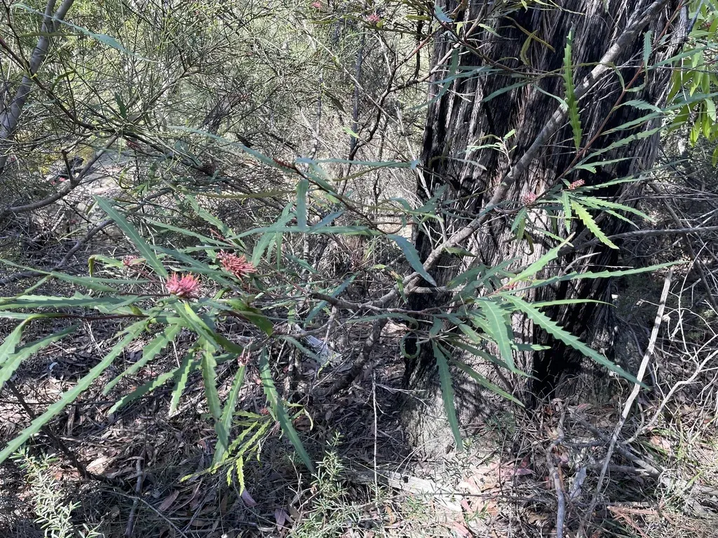 Fern-leaf Spider Flower