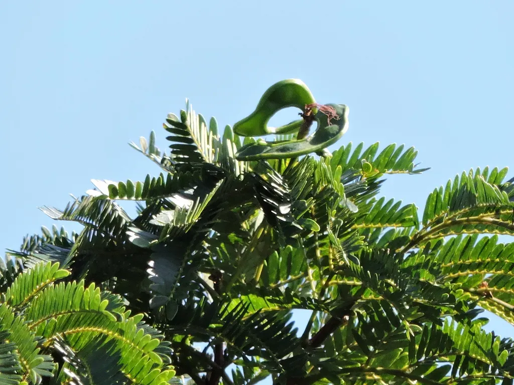 Jupunba Langsdorffii