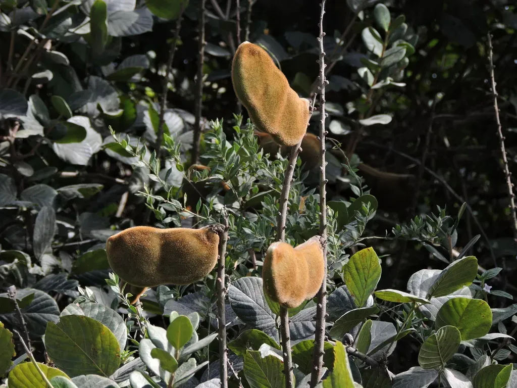 Macropsychanthus Violaceus