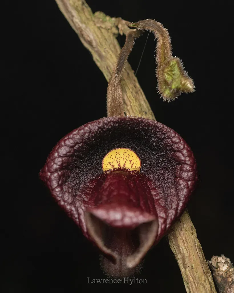 Long-leaved Birthwort