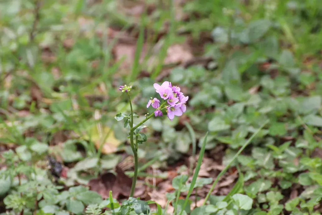 Greater Cuckoo Flower
