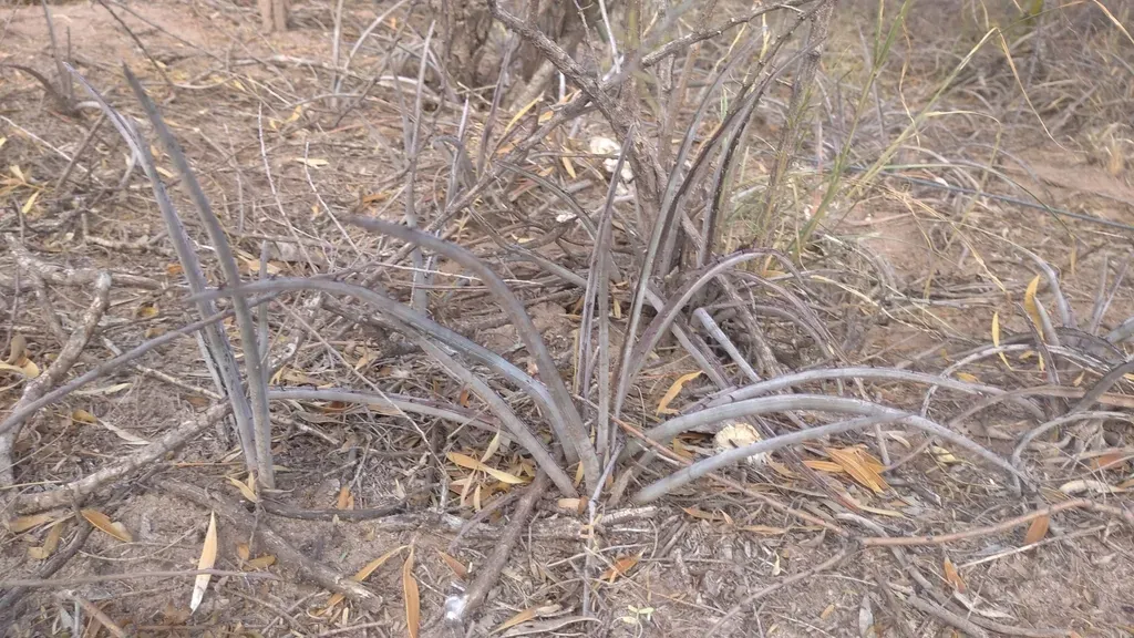 Deinacanthon Urbanianum