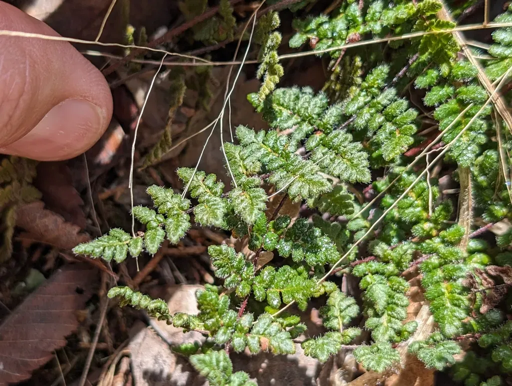 Hairy Lipfern