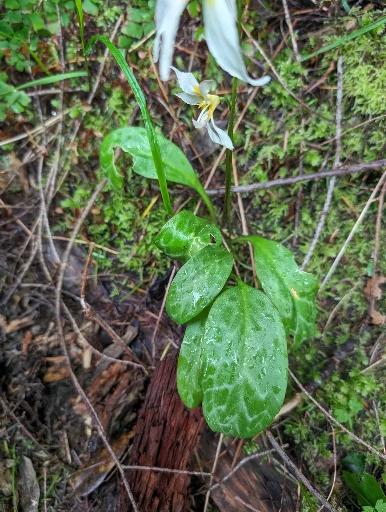 Shasta Fawn Lily