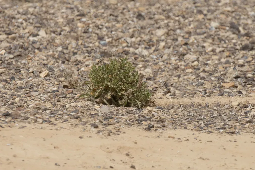 True Rose Of Jericho
