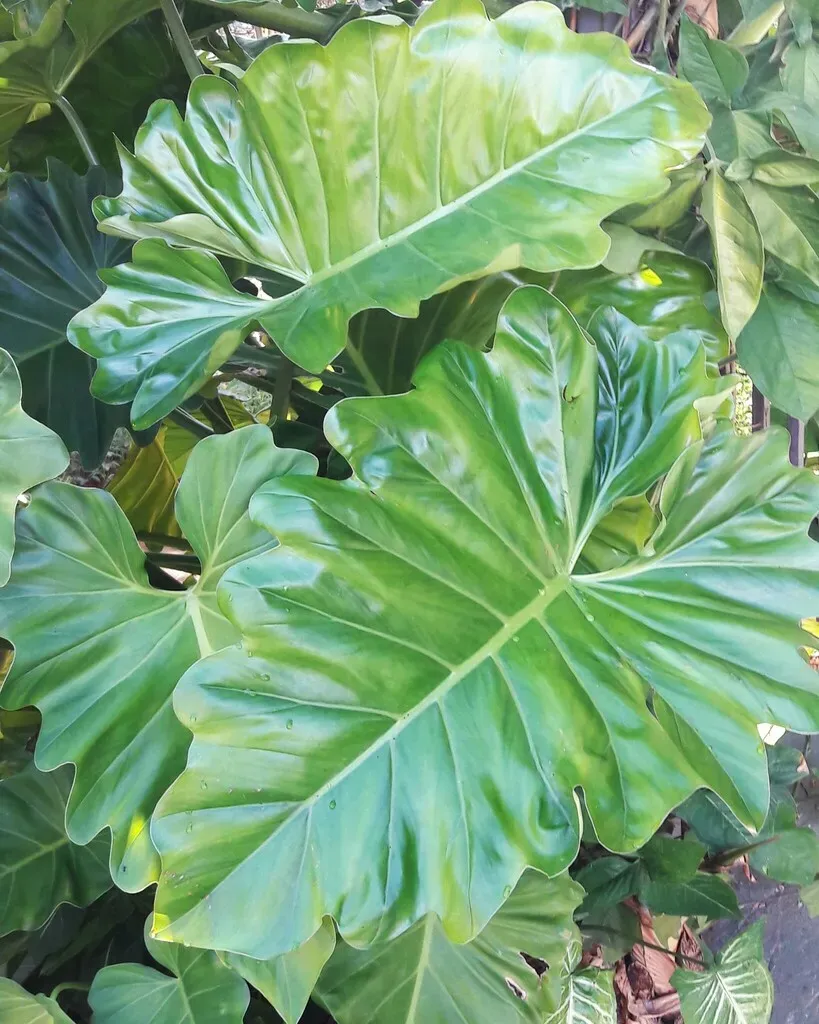 Philodendron Subincisum