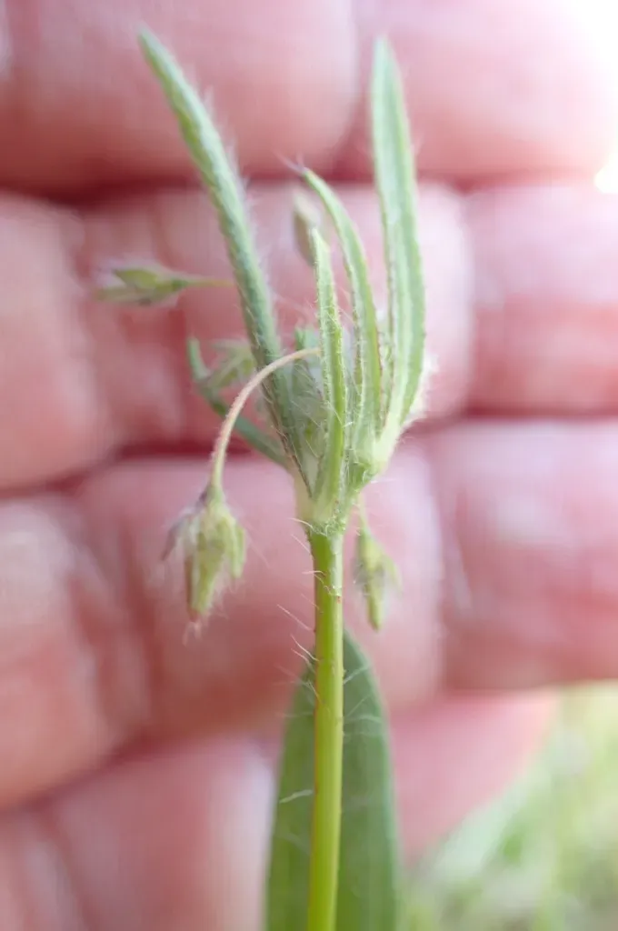 Tuberaria Plantaginea
