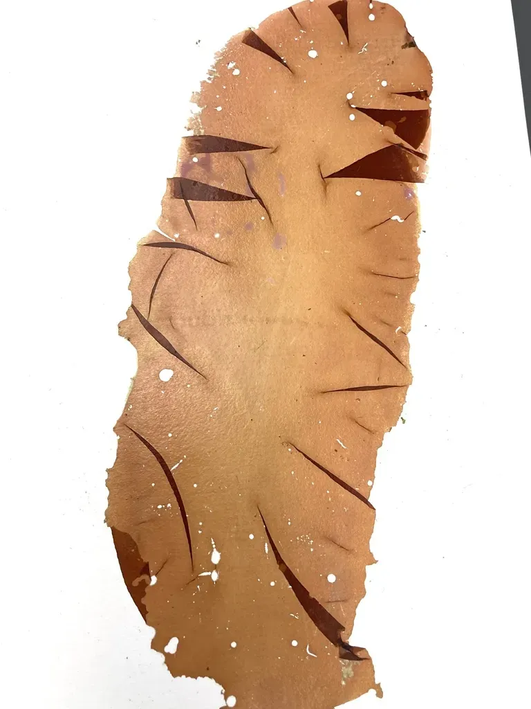 Wildemania Amplissima