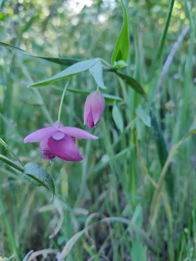 Purple Fairy-lantern