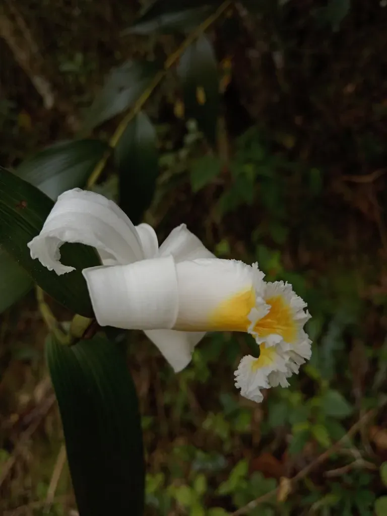 Sobralia Virginalis