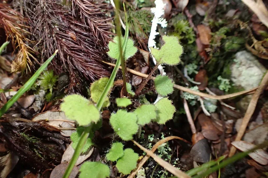 Lagenophora Strangulata