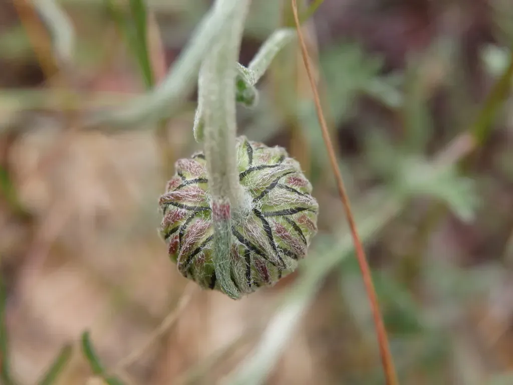 Leucanthemopsis Flaveola