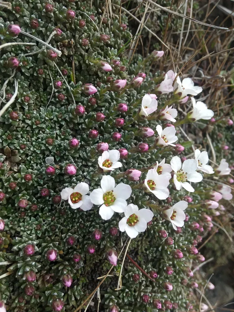 Saxifraga Poluniniana