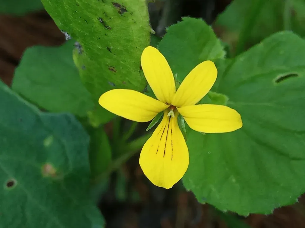 Viola Wallichiana
