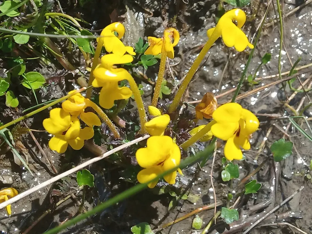 Long-leaved Pedicularis
