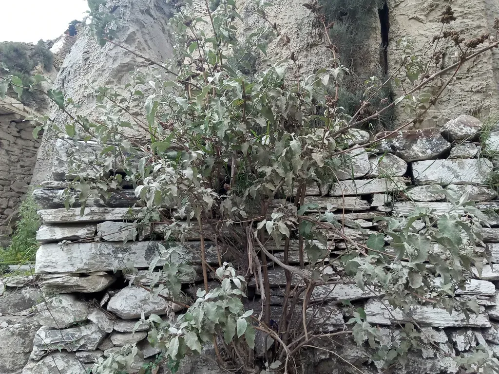 Himalayan Butterfly Bush
