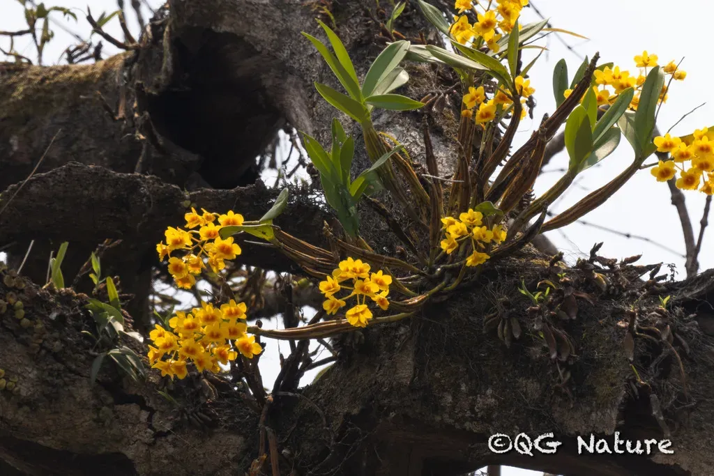 Dendrobium Chrysotoxum