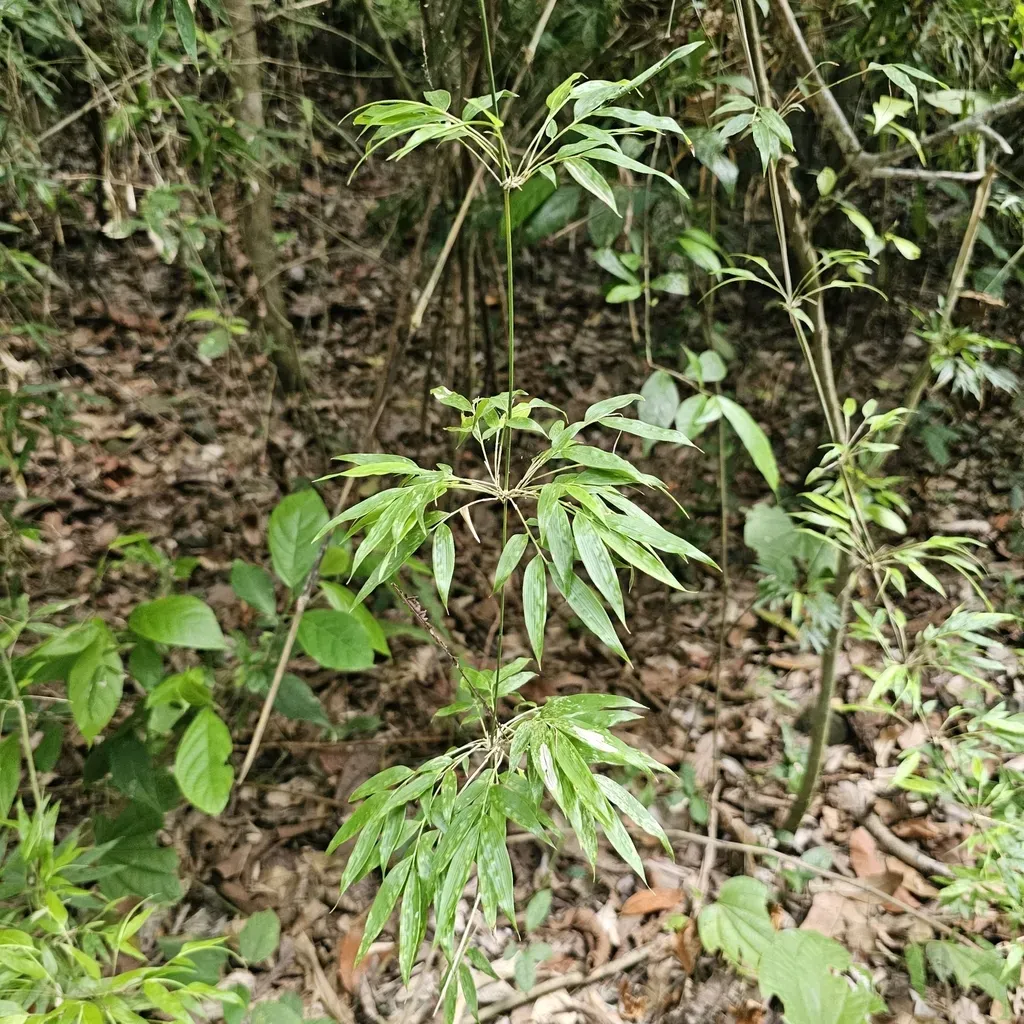 Chusquea Simpliciflora