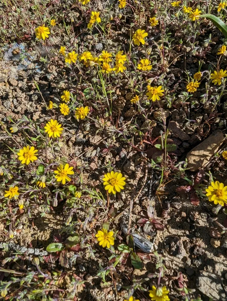 Nodding Tarweed