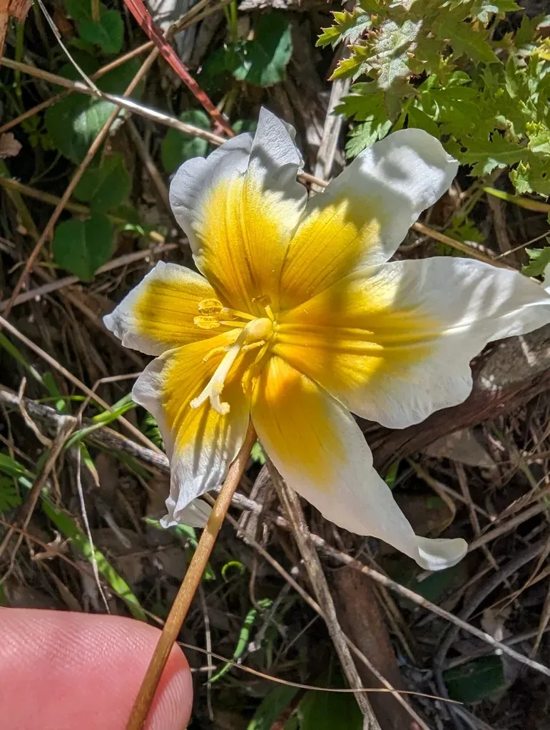 Napa Fawn Lily