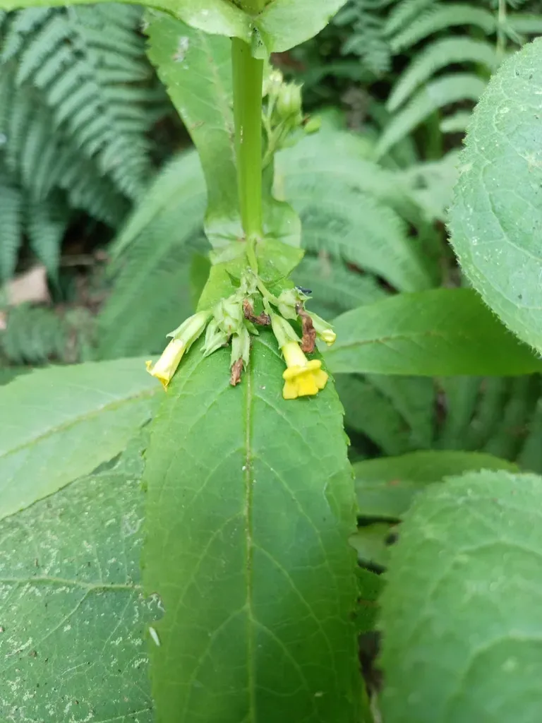 Leucocarpus Perfoliatus