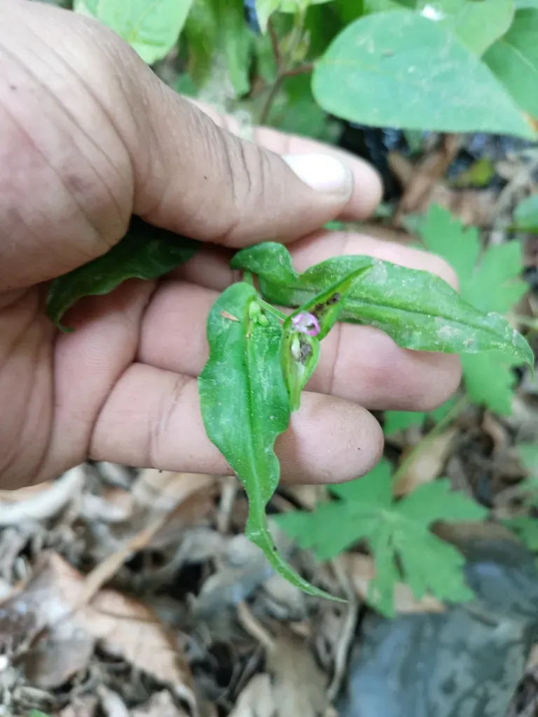 Dayflower Tradescantia