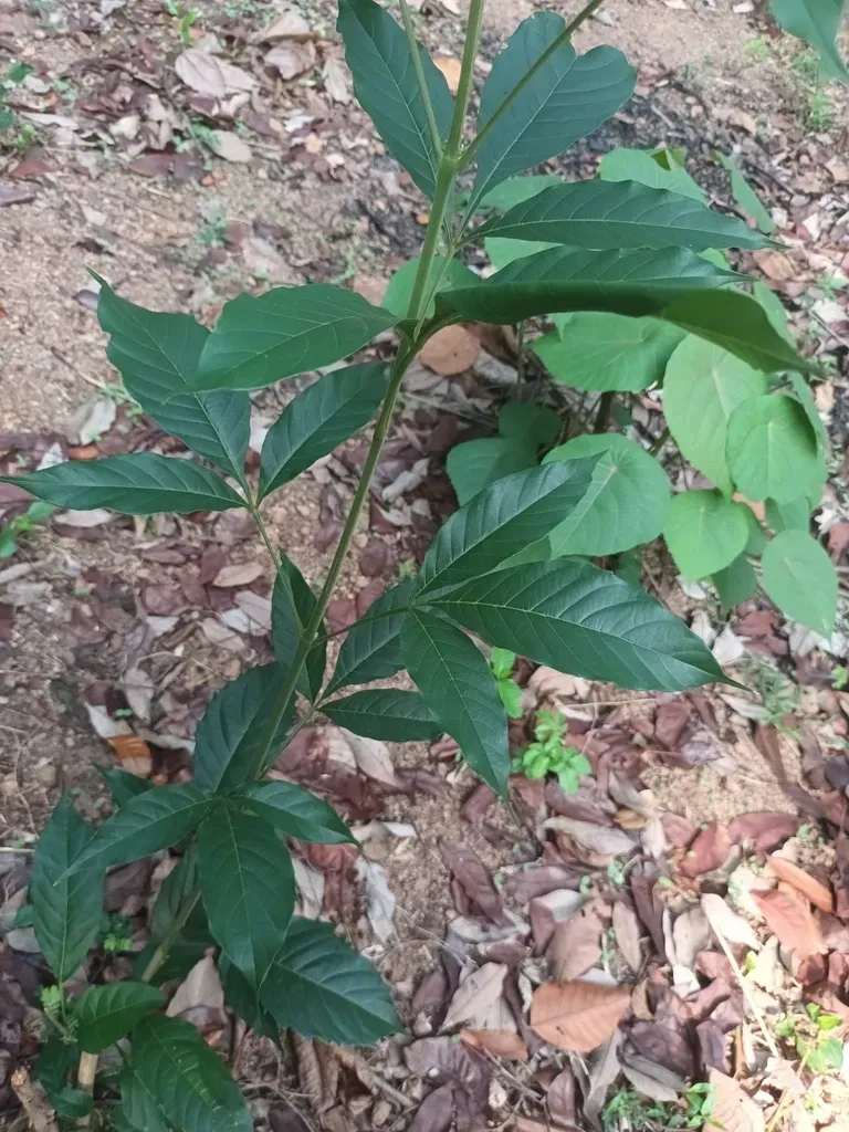 Smallflower Chastetree