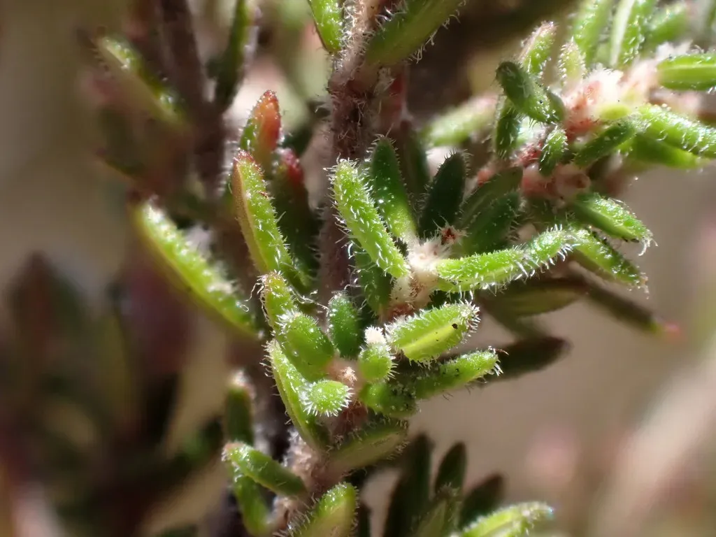 Erica Vallis-fluminis