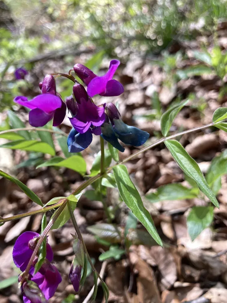 Spring Vetchling