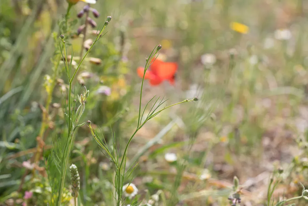 Dwarf Love-in-a-mist