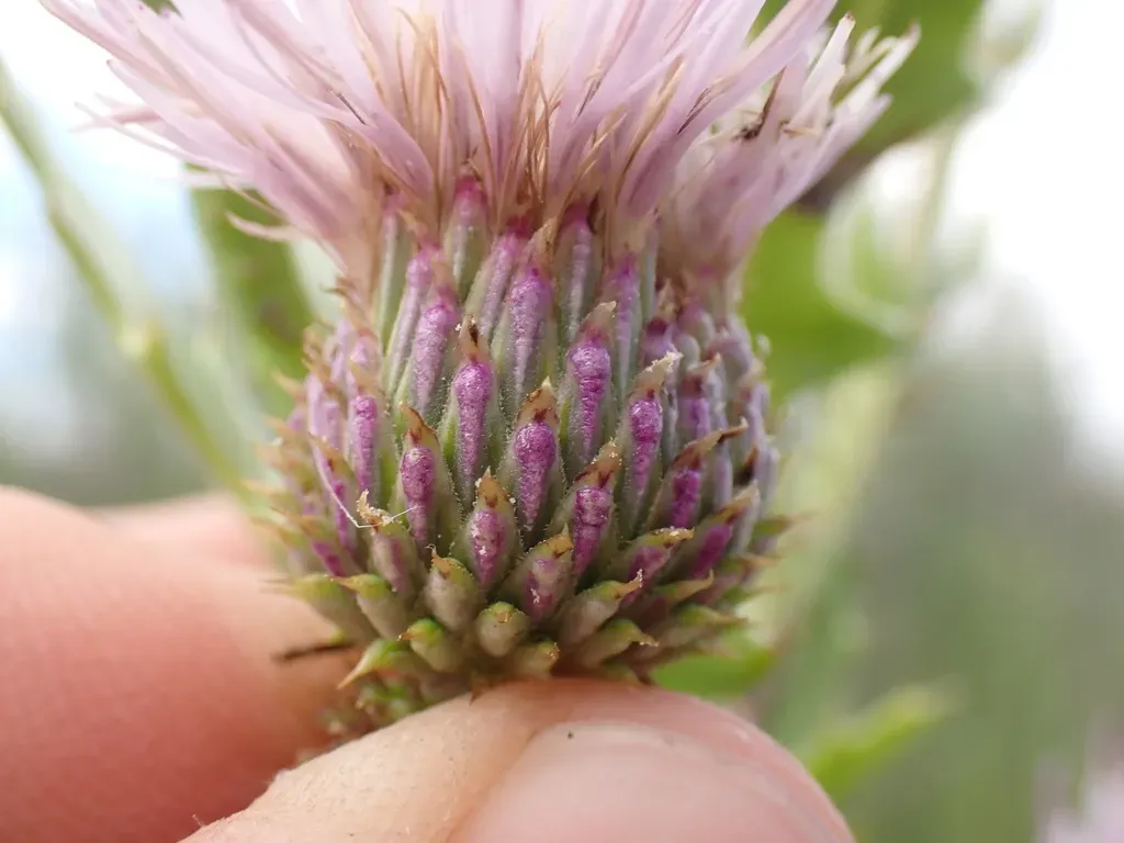 Wright's Marsh Thistle