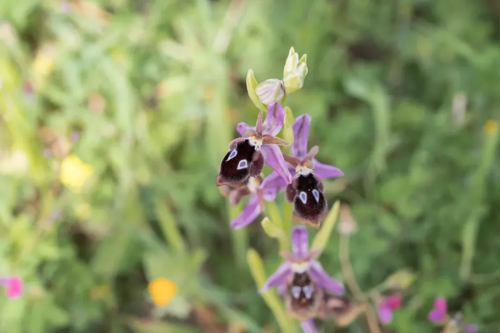 Reinhold's Bee-orchid