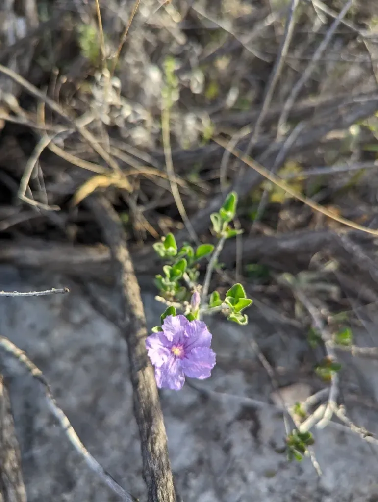 Parry's Ruellia