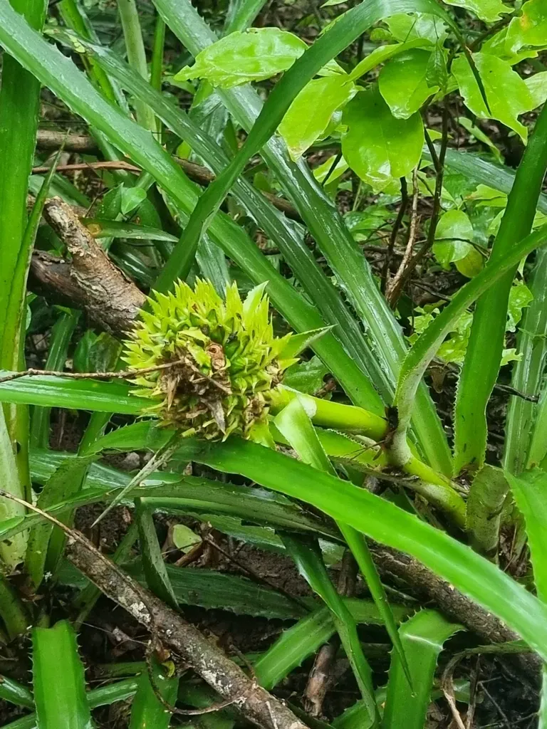 False Pineapple